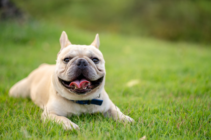 cream french bulldog smiling with tongue out laying on grass