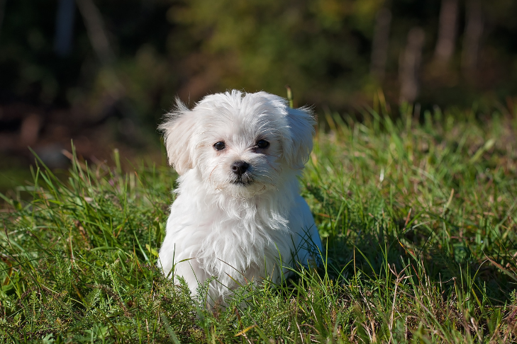 small maltese standing in grass
