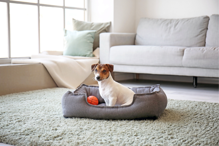 white and brown jack russel terrier sitting in dog bed with an orange ball looking for their owner because they are home alone
