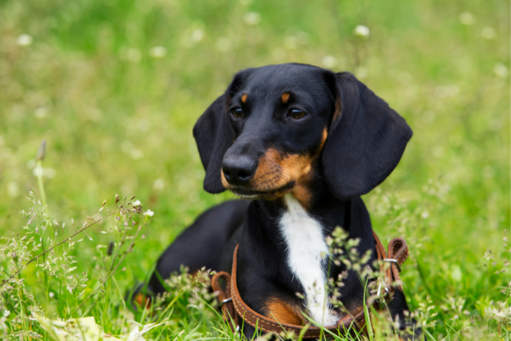 dachshund laying in field of grass