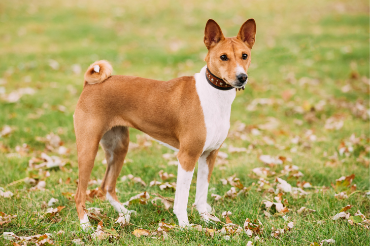 basenji standing in field of grass with leaves on the ground staring off into the distance