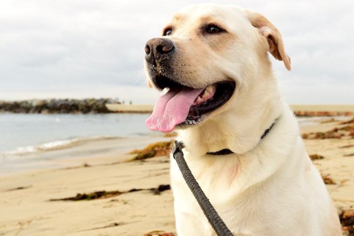 yellow labrador retriever sitting on the sand at the beach smiling with his tongue out and collar and leash on