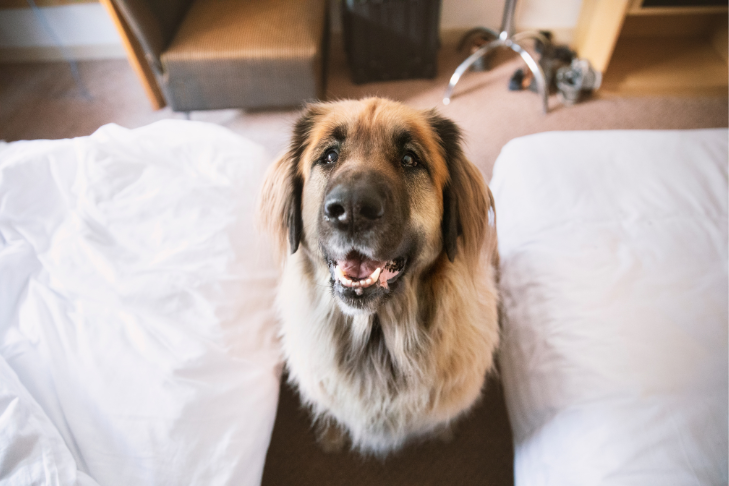 dog smiling and sitting in between two hotel beds