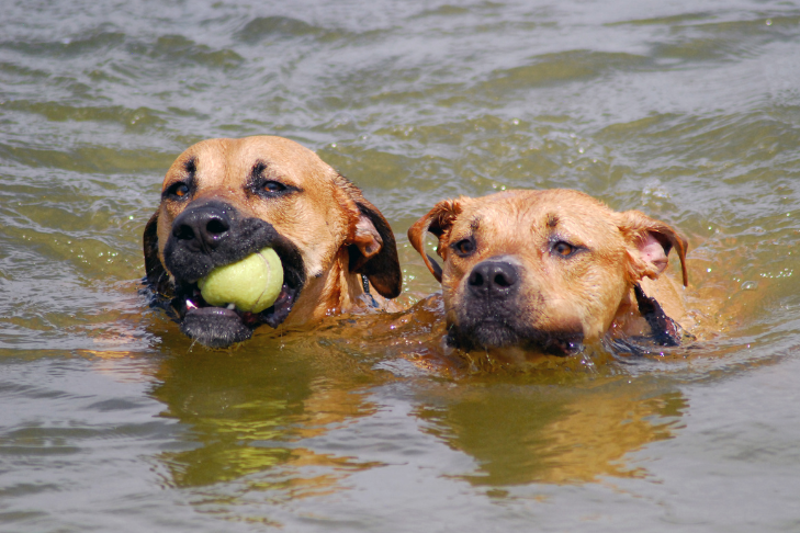 green algae lake dogs