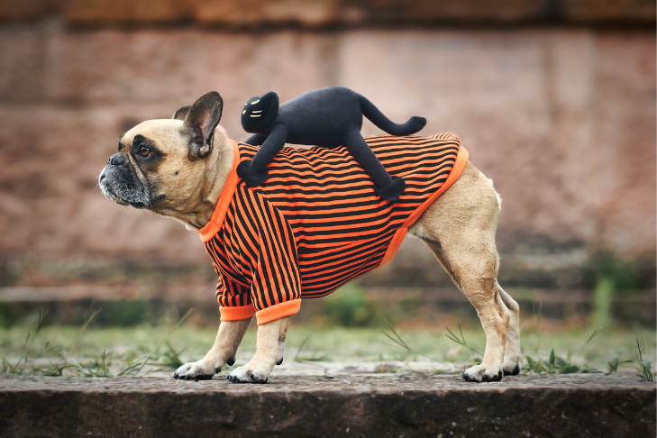 french bulldog dressed up in a halloween costume