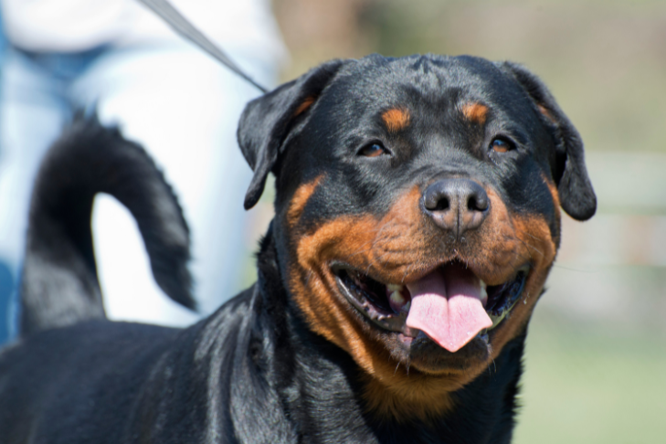 zoomed in picture of a rottweiler on a leash for a walk smiling with his tongue out