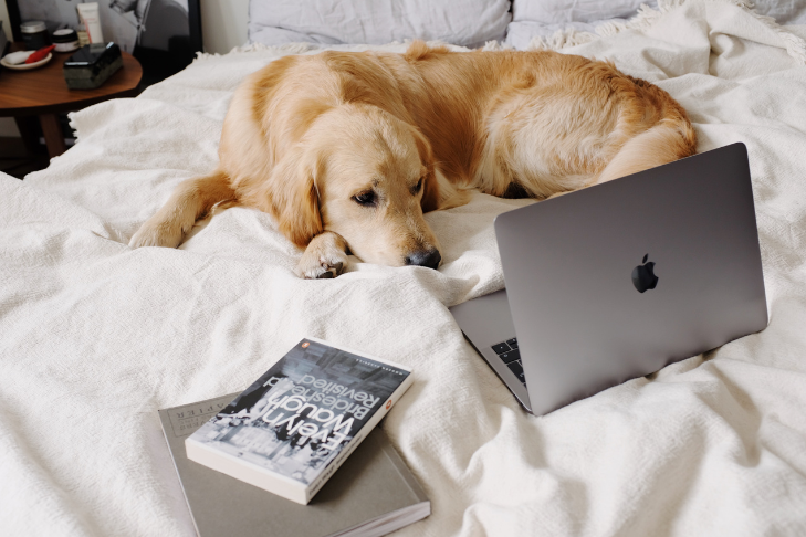 golden retriever laying on the bed remaining calm because they are listening to soothing music on a laptop