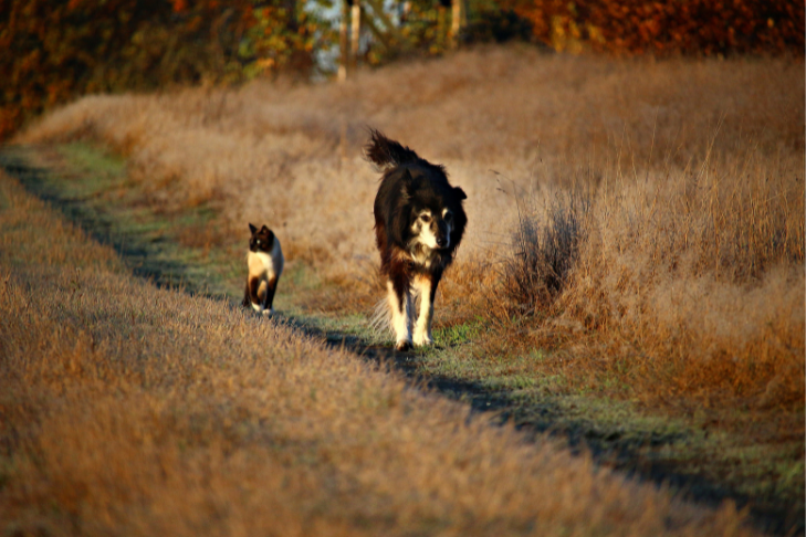 elderly dog and cat walking together on a trail