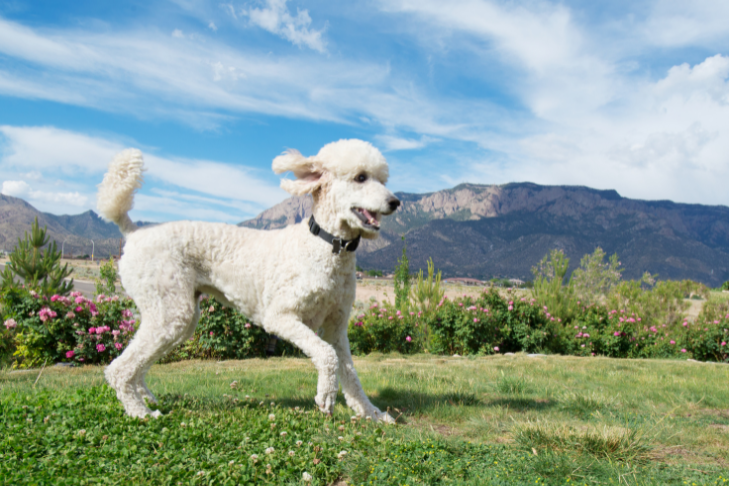 standard white colored poodle running in the grass