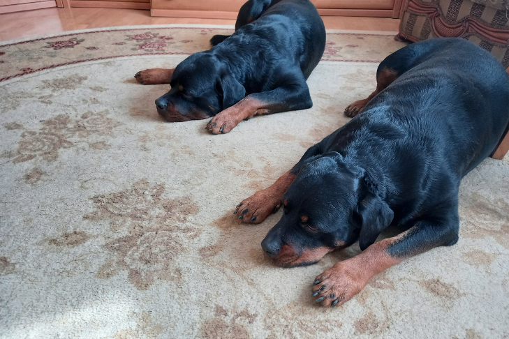 rottweilers behaving and not caring about visitors or when the doorbell rings