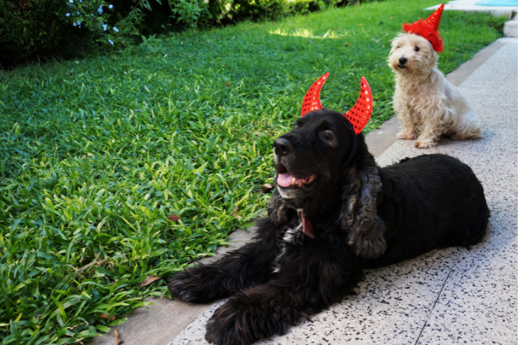 a black and a white dog both dressed up for halloween as devils