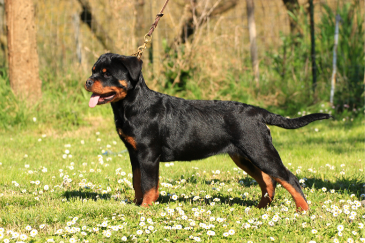 rottweiler standing in a field of grass gazing off into something in the distance