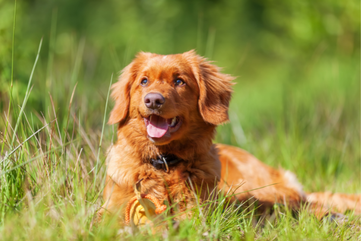 Nova Scotia Duck Tolling Retriever smiling laying in grass