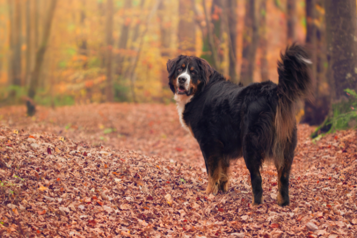 Bernese Mountain Dog standing in the woods standing on leaves during the Fall