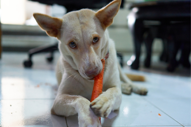 white dog eating a carrot