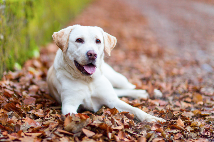 Labrador Retriever smiling laying in leaves in the fall