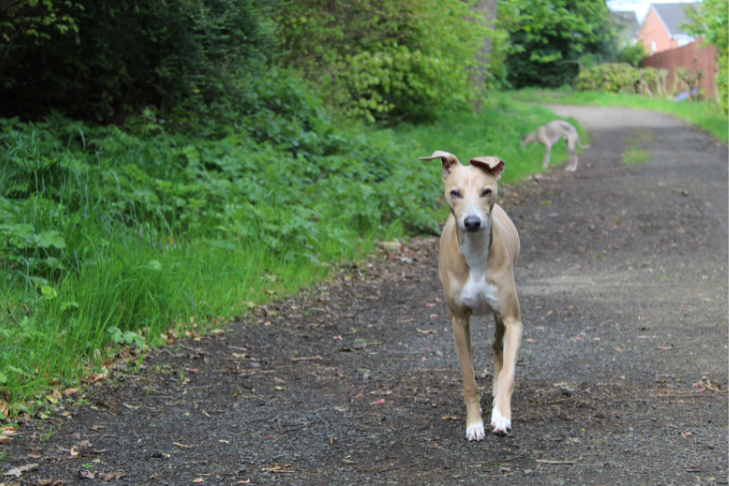 Greyhound walking down trail