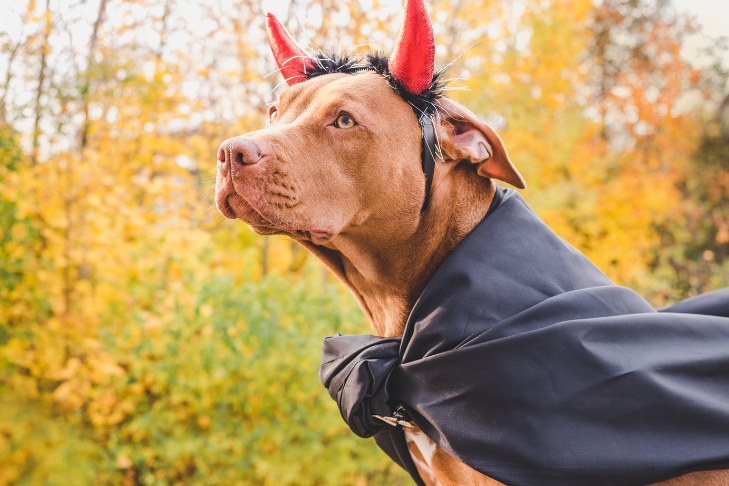 43 Delightful DIY Dog Halloween Costumes - The Cottage Market