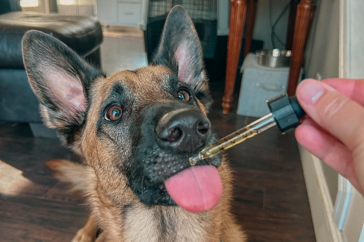 dog being administered CBD hemp oil