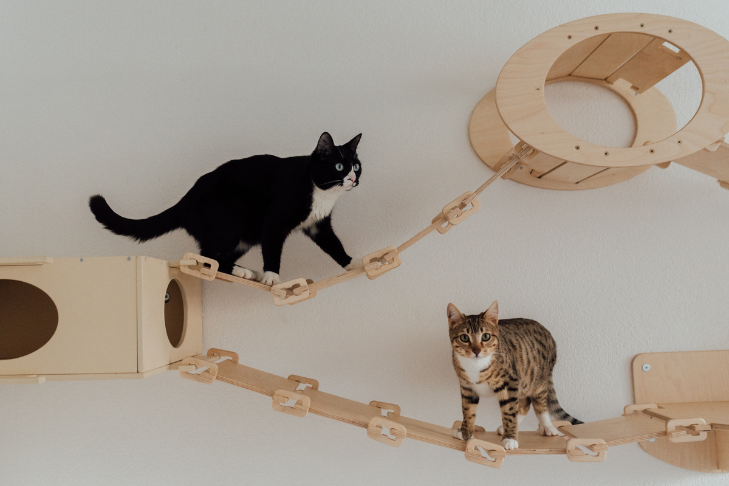 cats playing on cat tower