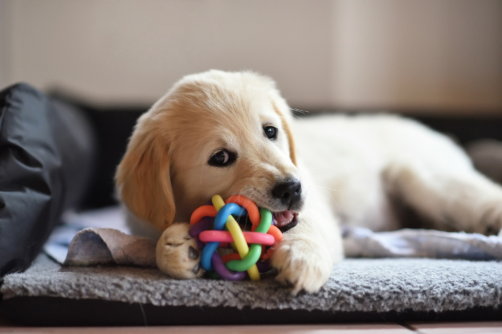 puppy teething on toy