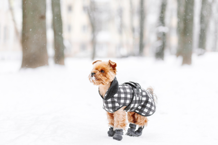 dog in the snow in boots and a coat