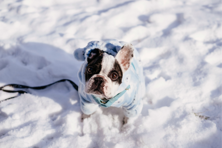 french bulldog wearing a coat during a walk in the snow to stay warm