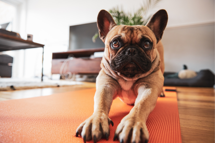 french bulldog doing yoga indoors
