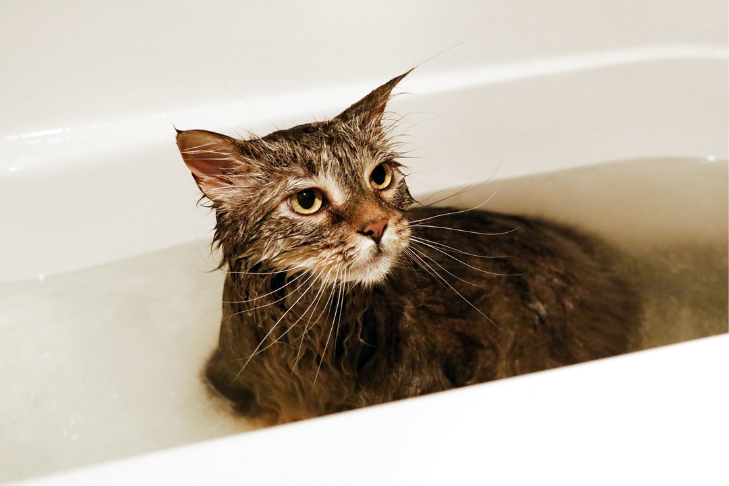 cat bath feline grooming