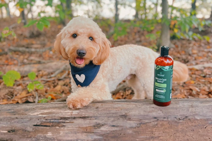 dog with skin & coat and skin & paw releaf CBD shampoo and conditioner and topical