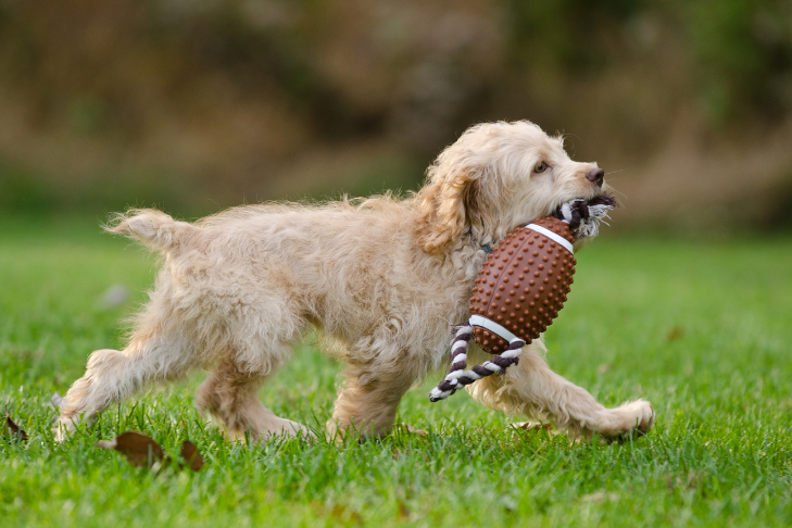 puppy dog playing fetch with football at superbowl party