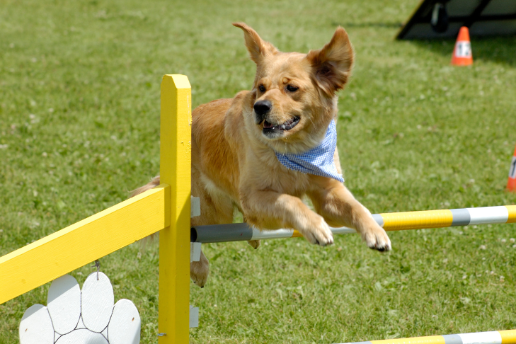 dog agility training competition obedience