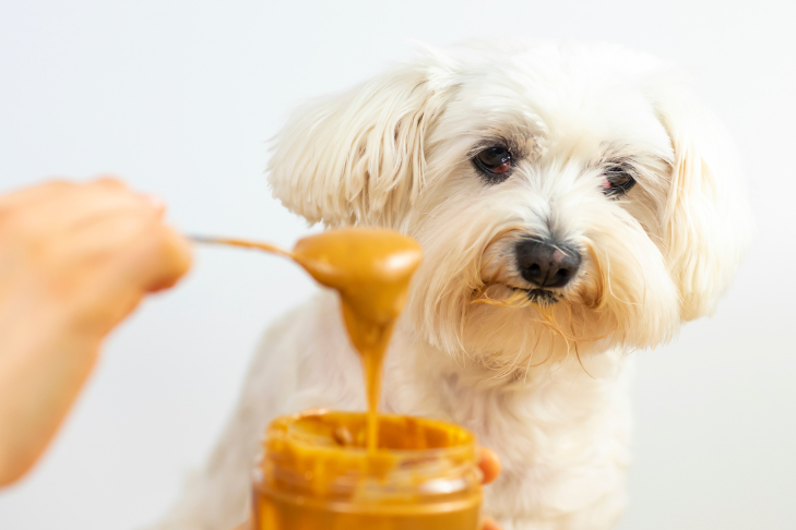 pet dog eating peanut butter