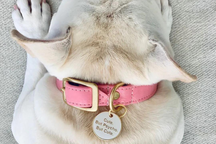 Personalized Collar and Tags: