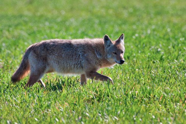 coyote roaming civilization aggresively during coyote mating season