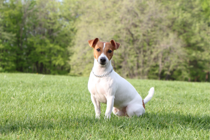 Jack Russell Terrier sitting in field of grass
