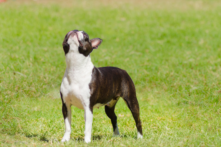 Boston Terrier standing in grass