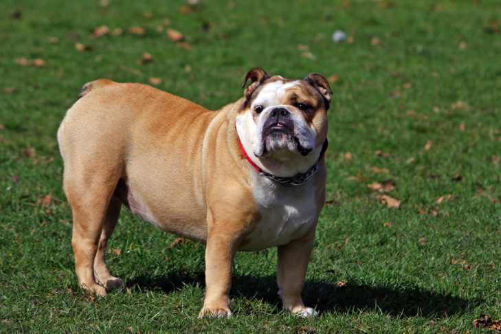 English Bulldog standing in grass