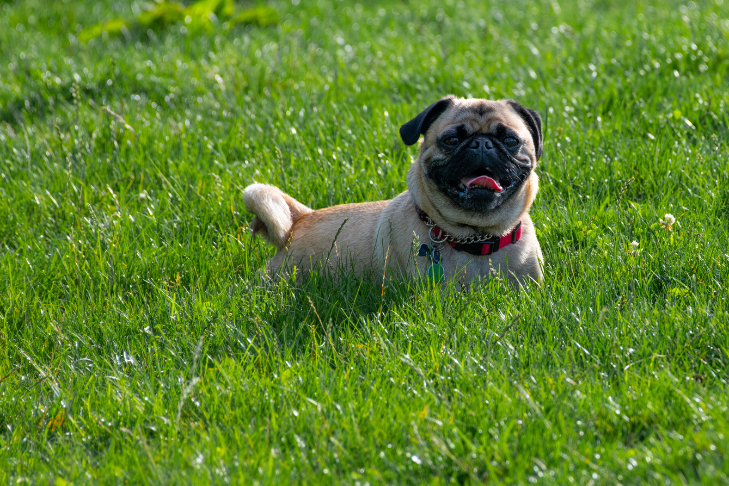 Pug smiling playing in green grass