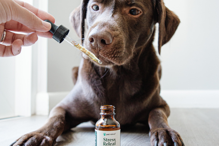 Pets and Stress: How Ashwagandha Supplements Can Help