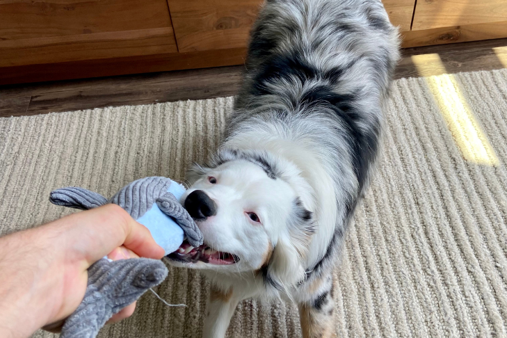 pet parent playing with an dog interactive toy, keeping their pet entertained while spending time at home with their significant other 