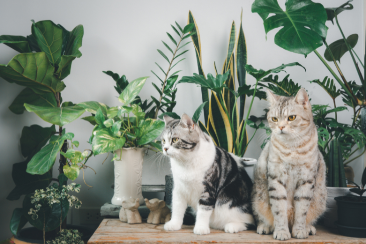 A Pet Parents Guide to Toxic-Free Plants & Indoor Gardening