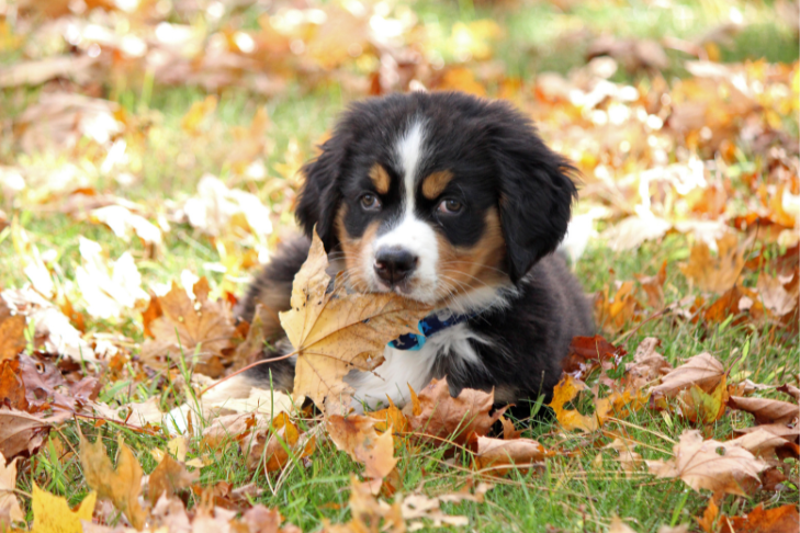 How the Seasons Changing Affects Our Pets