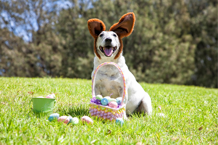 How to Create an Easter Egg Hunt for Dogs