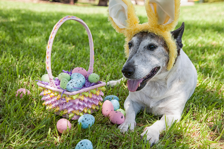 Protecting Your Pets from Easter and Springtime Dangers