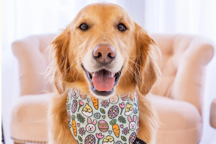 Must-Have Gifts to Make Your Pet's Easter Basket Extra Special